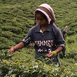 Fair trade zlepšuje živobytí drobných pěstitelů